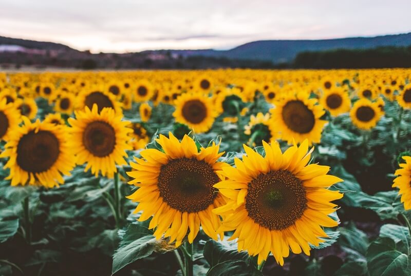 Exploring sunflower fields in Long Island