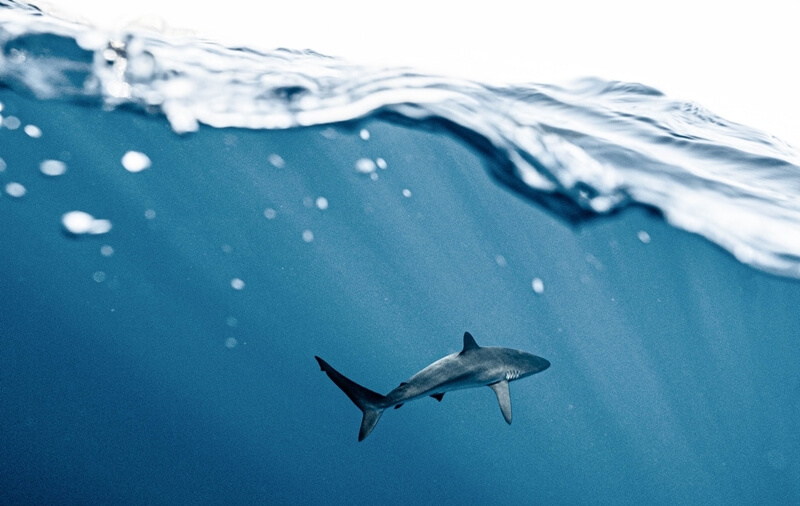 Shark watching in Key West