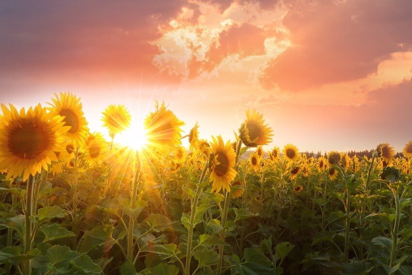 sunflower fields in Long Island (12)