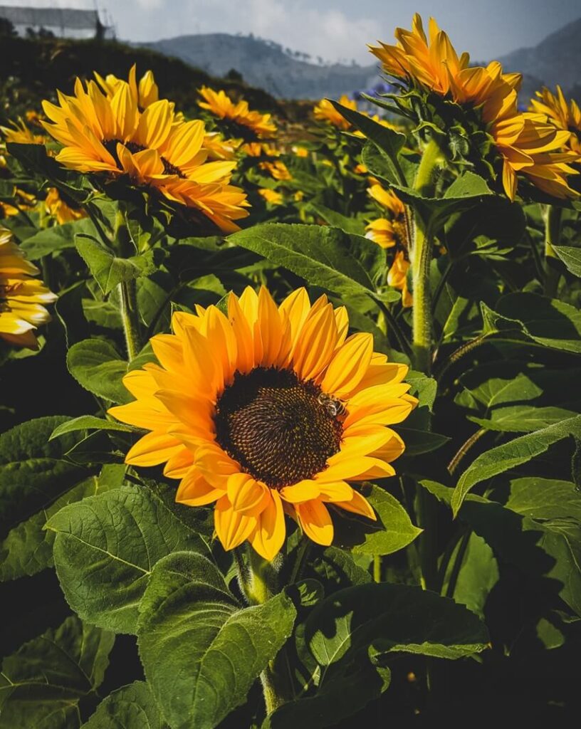 sunflower fields in Long Island (5)