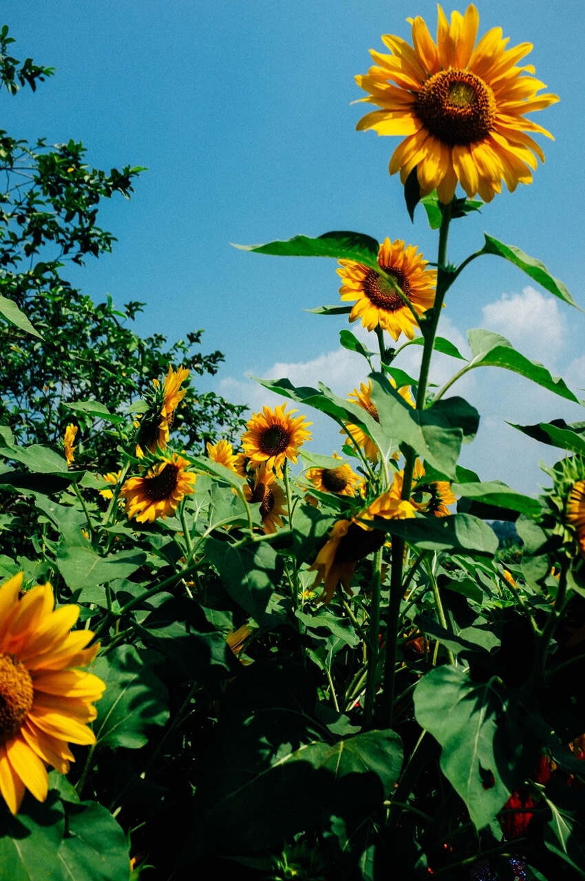 sunflower fields in Long Island (6)