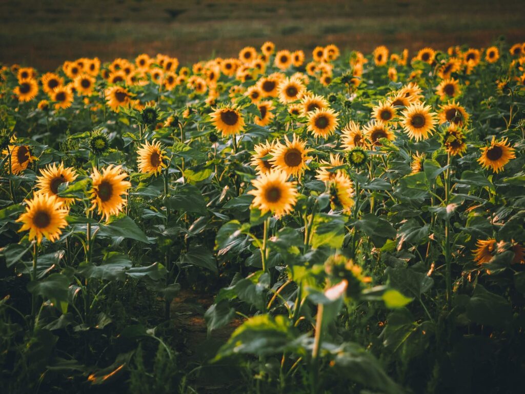 sunflower fields in Long Island (7)