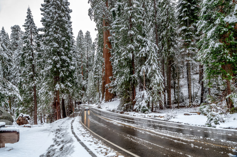 Giant Sequoia Trees at Sequoia National Park during winter, USA (1)