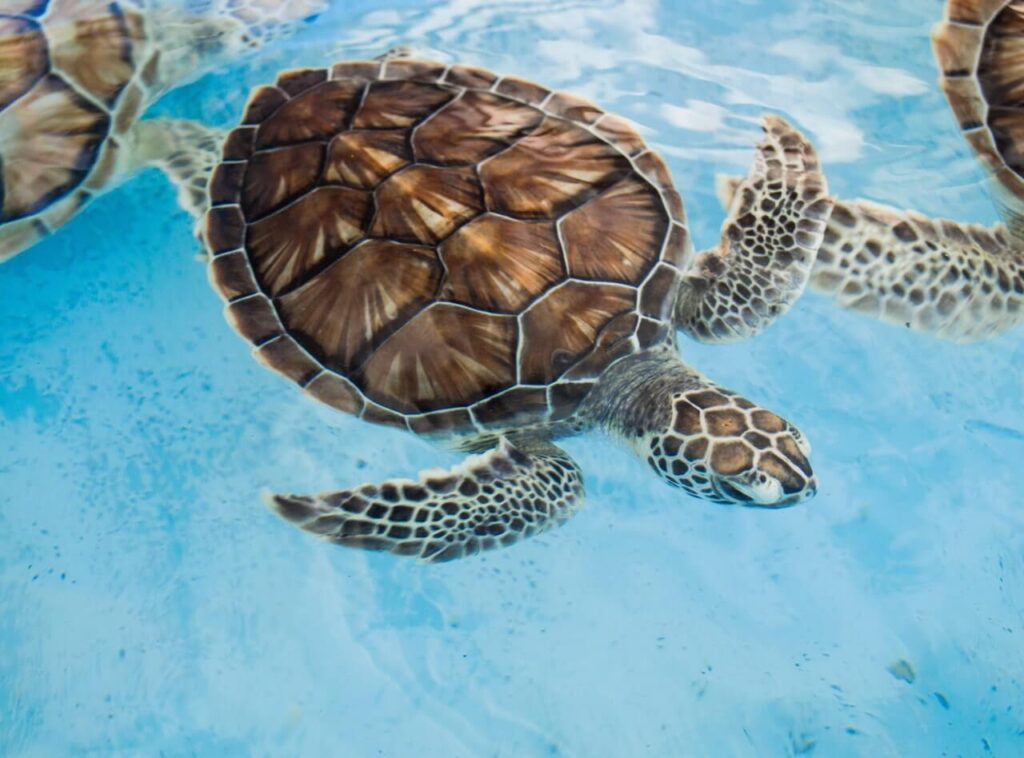 Sea turtles in Puerto Rico