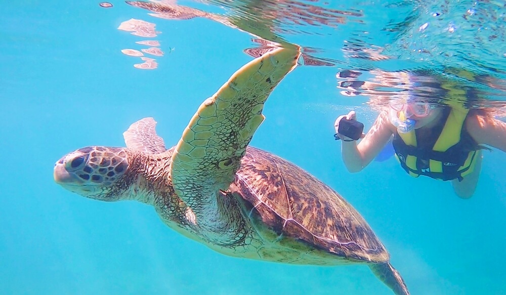 Swimming with sea turtles in Fernando de Noronha