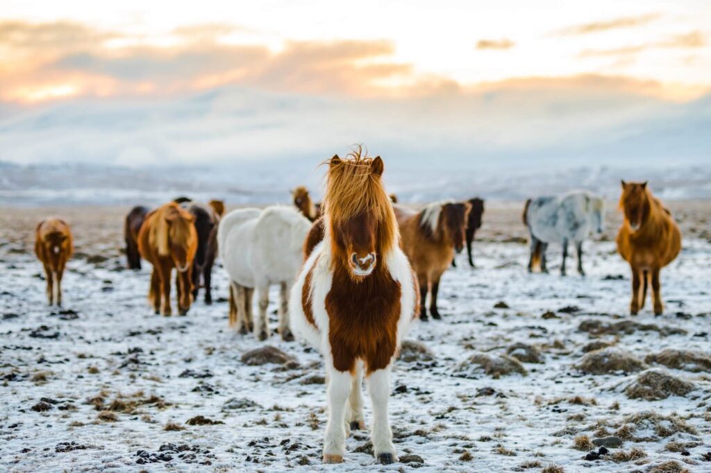 15 Exciting Tours To Take in Iceland This Year 2 Icelandic horses on farm in winter, Iceland (1)