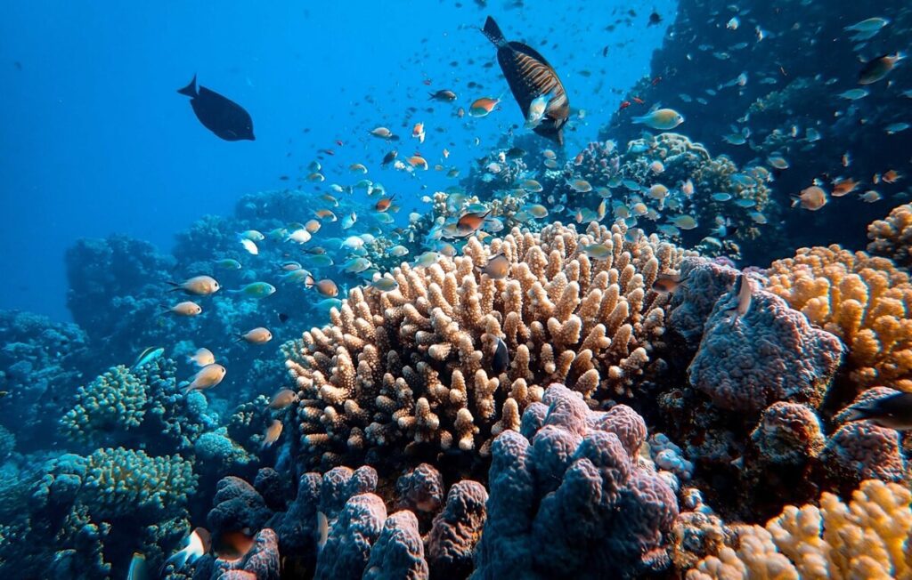 diving in mexico