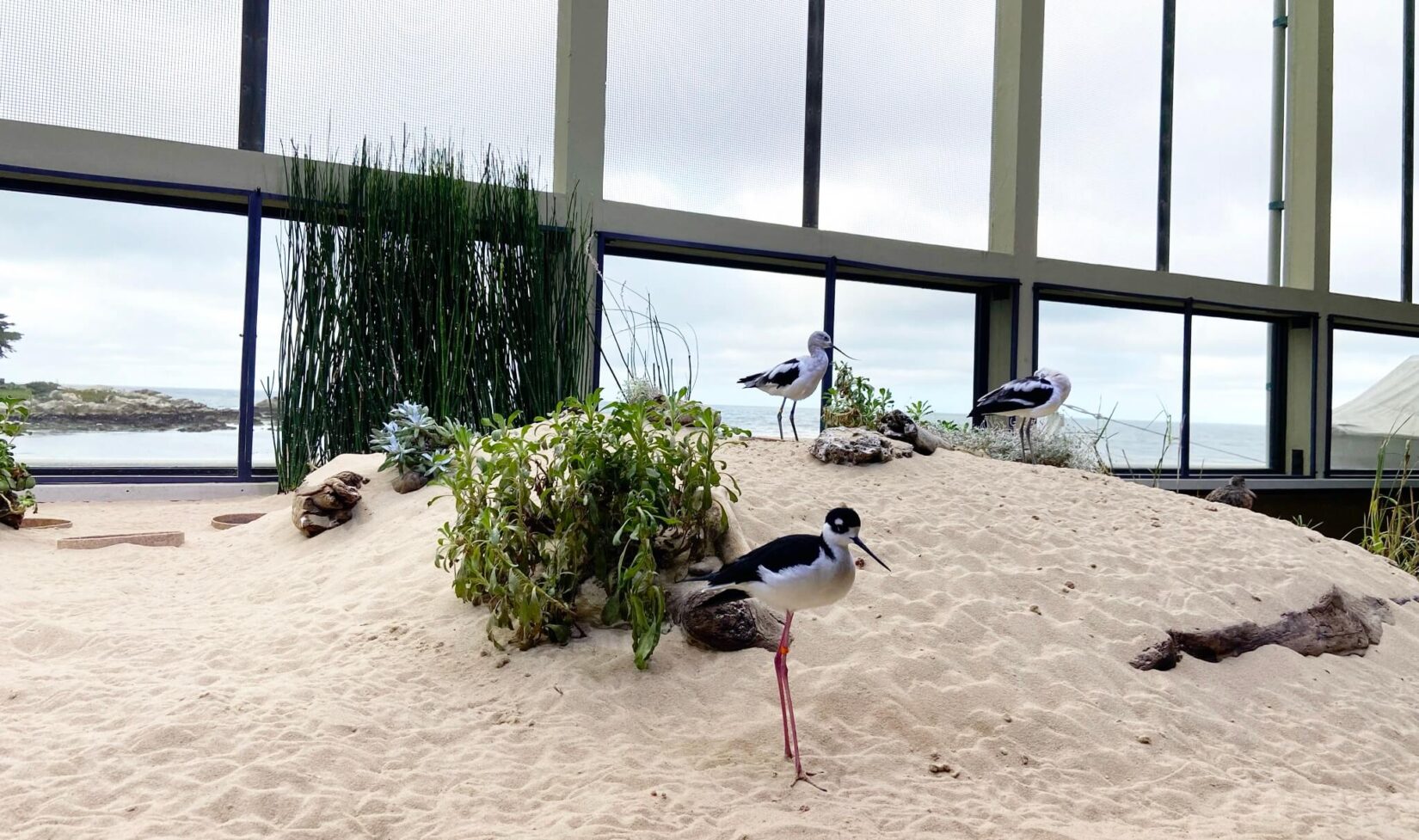 14 Amazing Reasons To Visit Monterey In California Travelcami