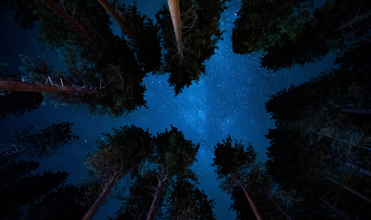 trees in yosemite at night (1)