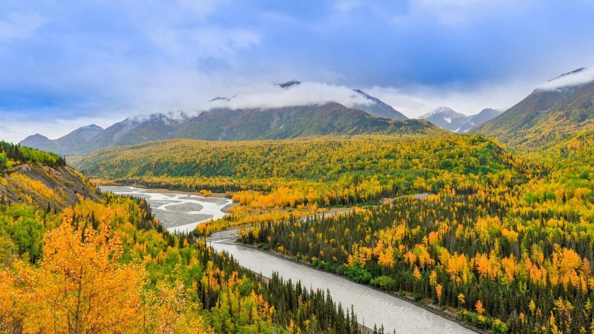 moose in the river in alaska (1)