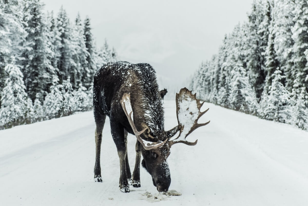 moose in alaska winter (1)