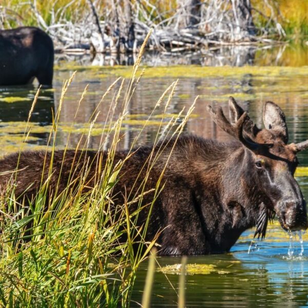 moose in the river in alaska (1)