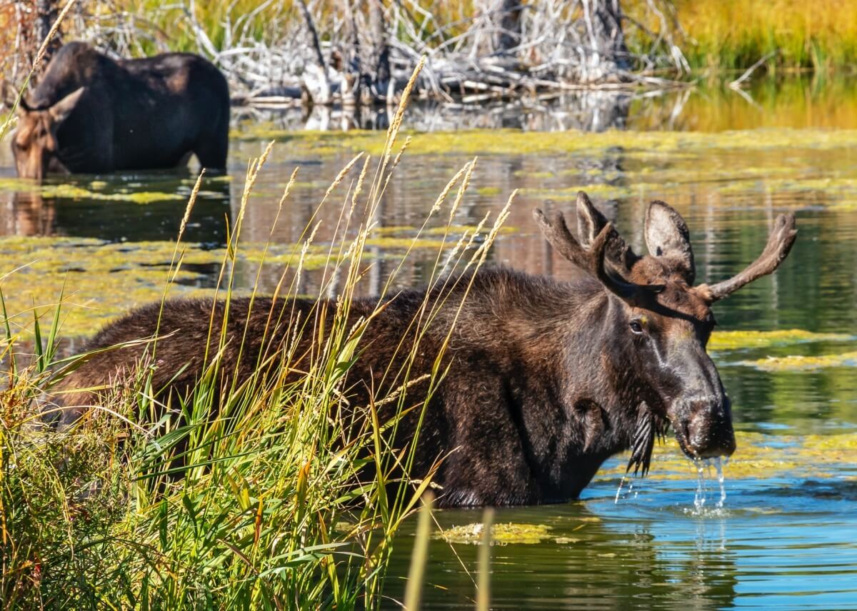 moose in the river in alaska (1)