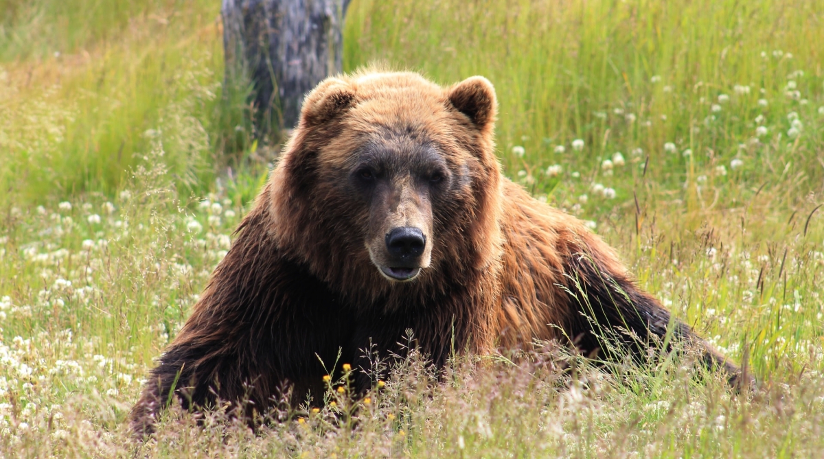 bear in alaska