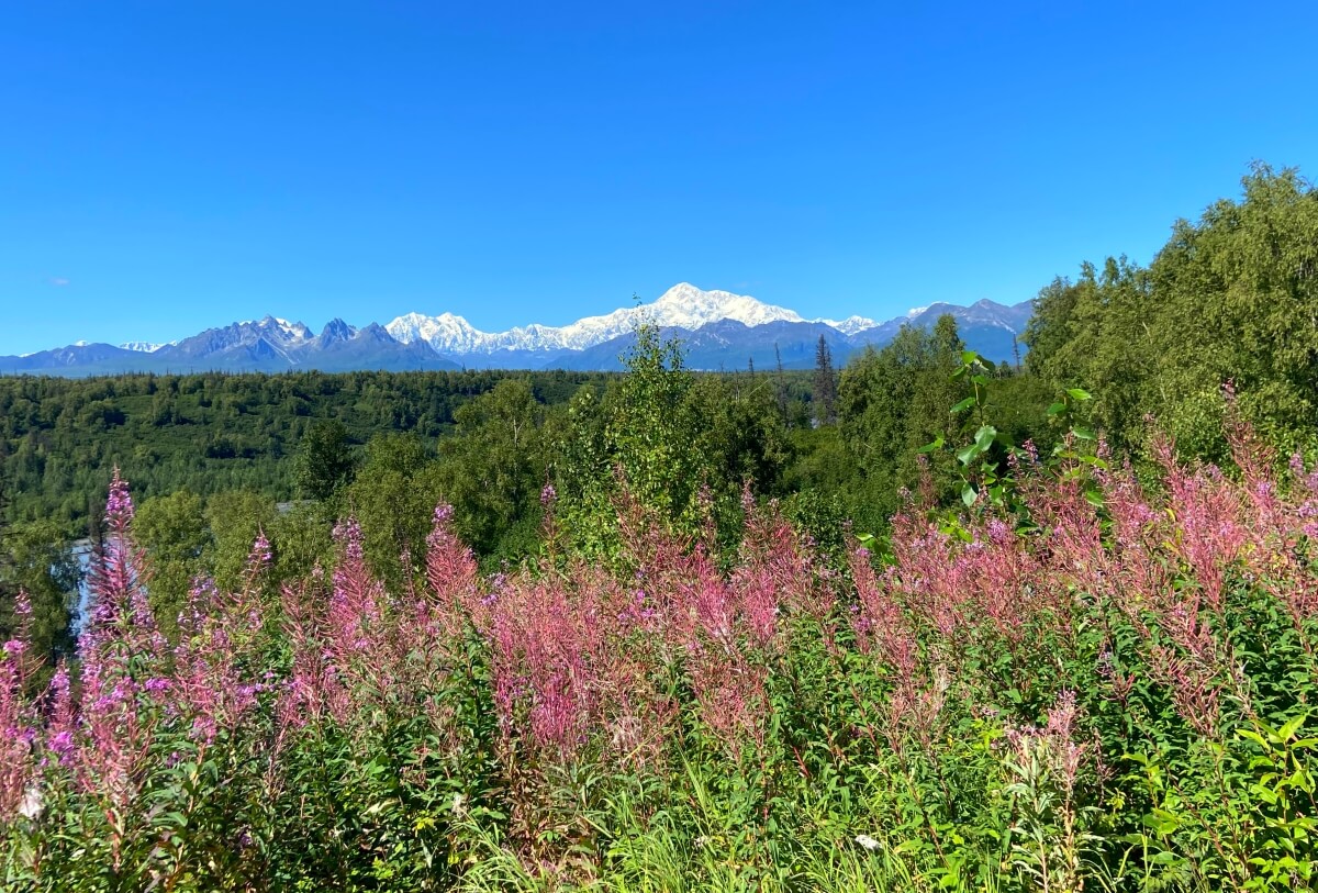 denali national park sunny