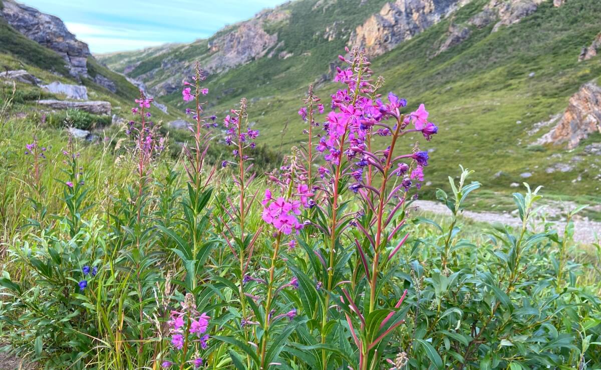 fireweed flowers in alaska 3 Where Is the Warmest Place in Alaska? Top Spots for Mild Weather!