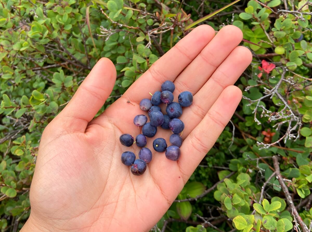 wild blueberries alaska