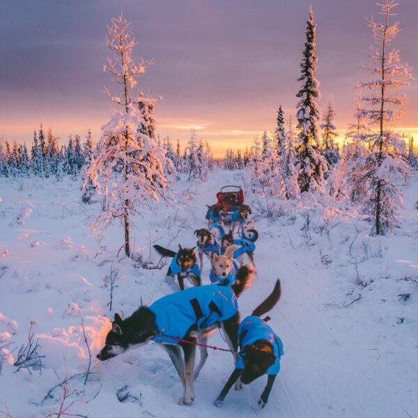 dog sleding in alaska in winter