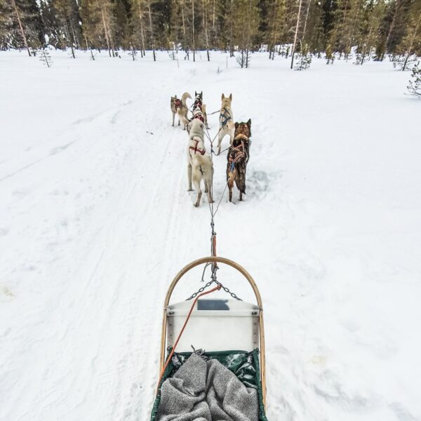 sled dog tour in alaska (1)